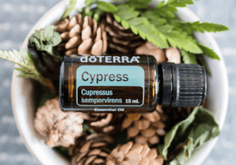 Cypress 1.PNG